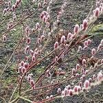 Salix gracilistyla Virág