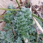 Erodium lebelii Deilen