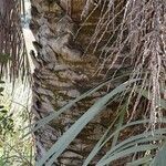 Butia paraguayensis Кора