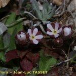 Androsace maxima Habit