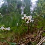 Moneses uniflora Floare