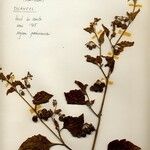 Solanum scabrum Blomma