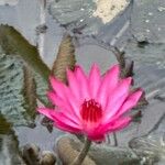 Nymphaea rubraFlower