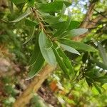 Melaleuca quinquenervia Yaprak