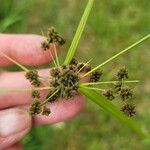 Scirpus atrovirens 果