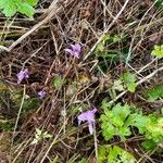 Cyclamen purpurascens Habitus