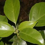 Dendropanax arboreus Hoja