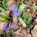 Scilla bifoliaBloem