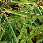 Phyllostachys aurea Leaf