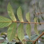Cnestidium rufescens Leaf