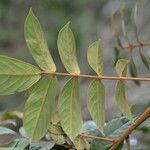 Cnestidium rufescens Blatt