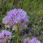 Allium unifolium Blüte
