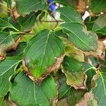 Cornus kousa Feuille