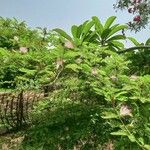 Albizia julibrissinList