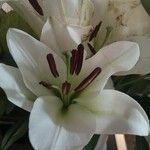 Lilium candidum Kwiat