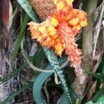Carludovica palmata Blüte