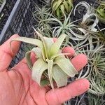 Tillandsia xerographica Foglia