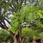 Haematoxylum campechianum Leaf