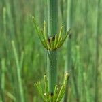 Equisetum fluviatile Žievė