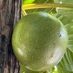 Xylocarpus moluccensis Frucht
