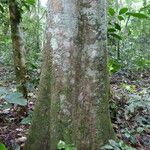 Irvingia excelsa چھال