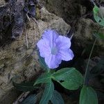 Ruellia beddomei