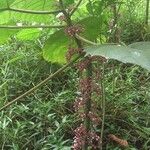Urera baccifera Hoja