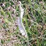 Spiranthes vernalis Flower