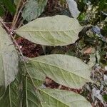 Dorstenia kameruniana Лист