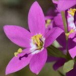 Zeltnera venusta Flor