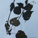 Isodon scrophularioides Otro