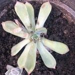 Echeveria pulidonisFoglia