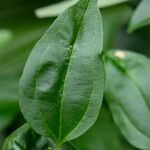Piper amalago Leaf