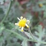 Senecio viscosus Flower