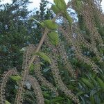 Coriaria ruscifolia Συνήθη χαρακτηριστικά