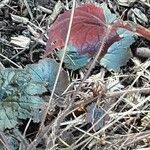 Heuchera micrantha Blad