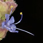 Salvia dorrii Cvet