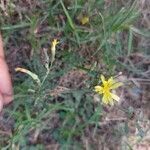 Launaea nudicaulis Blüte