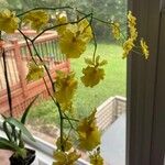 Oncidium altissimum 花