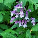 Penstemon smallii Flower