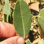 Boscia senegalensis Blatt