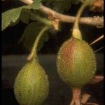 Ribes amarum Fruit