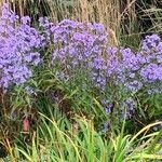 Symphyotrichum laeve Цвят