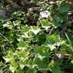 Senecio tamoides Habitus