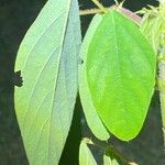 Desmodium tortuosum Yaprak