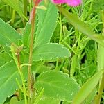 Linaria maroccana Flower