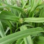 Tradescantia × andersoniana Leaf