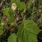 Pavonia burchellii Цвят
