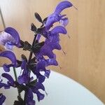 Salvia pratensis Blüte
