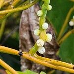 Cassytha filiformis Blüte